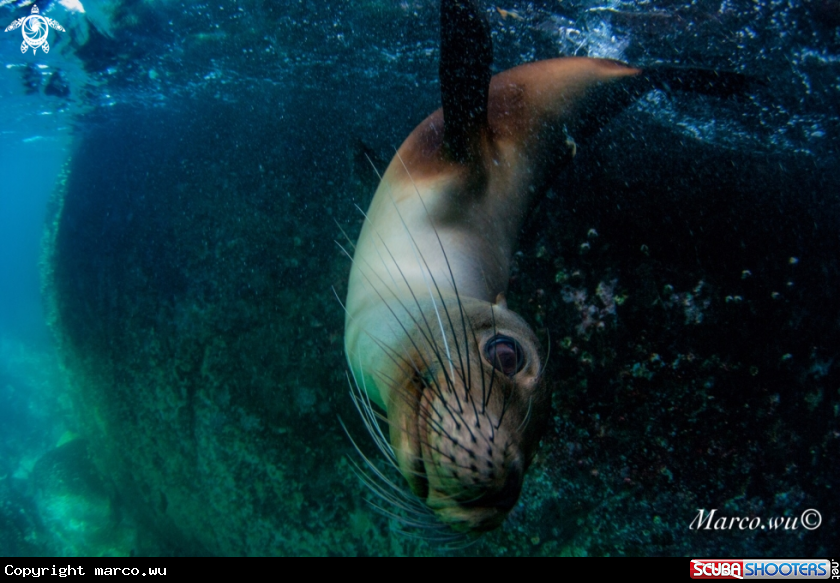 A Sea lion