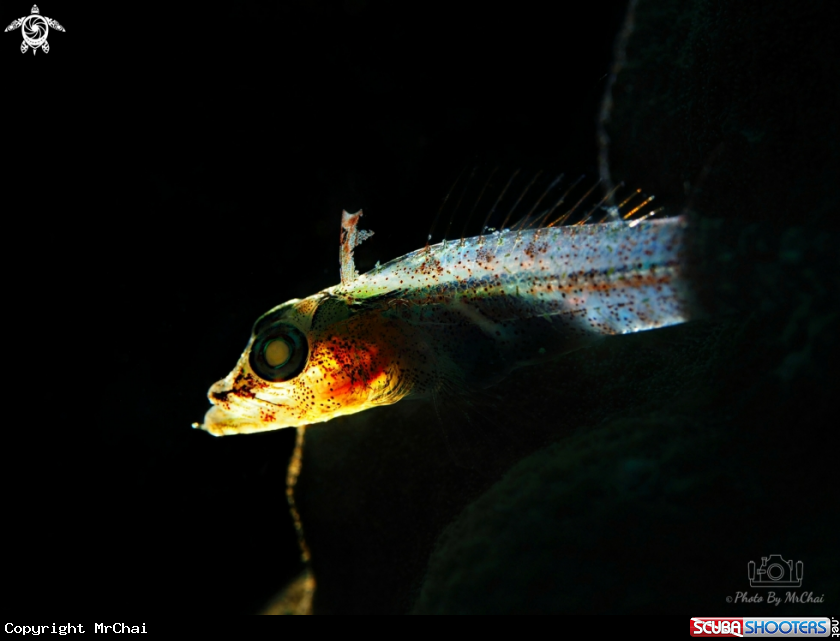 A Coral goby