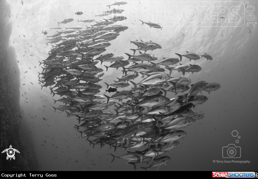 A bigeye trevally
