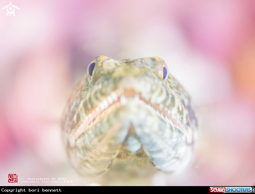 A Lizard Fish