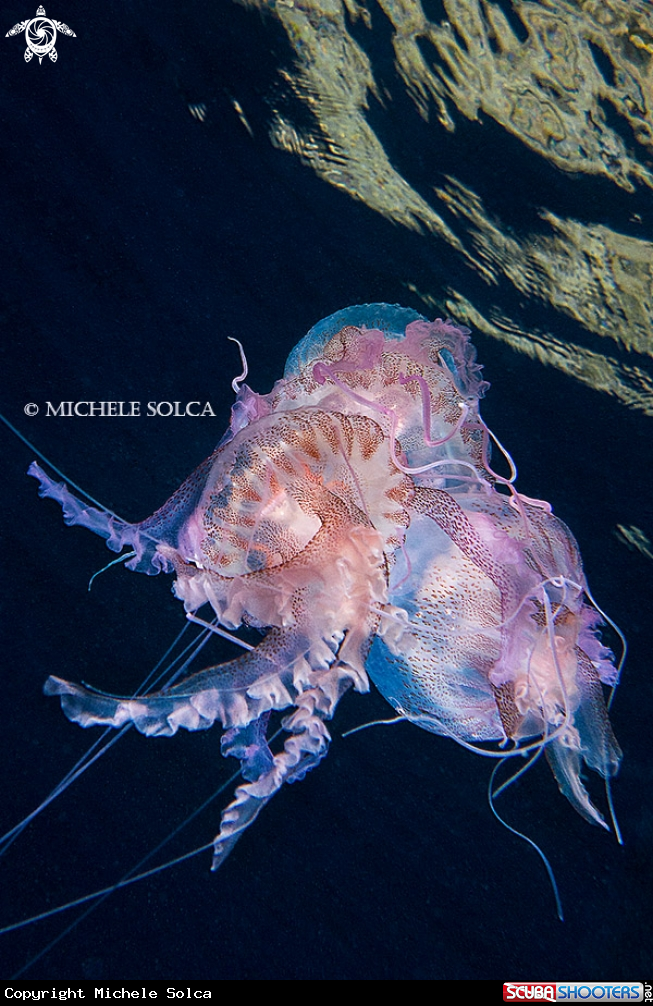 A Medusa luminosa