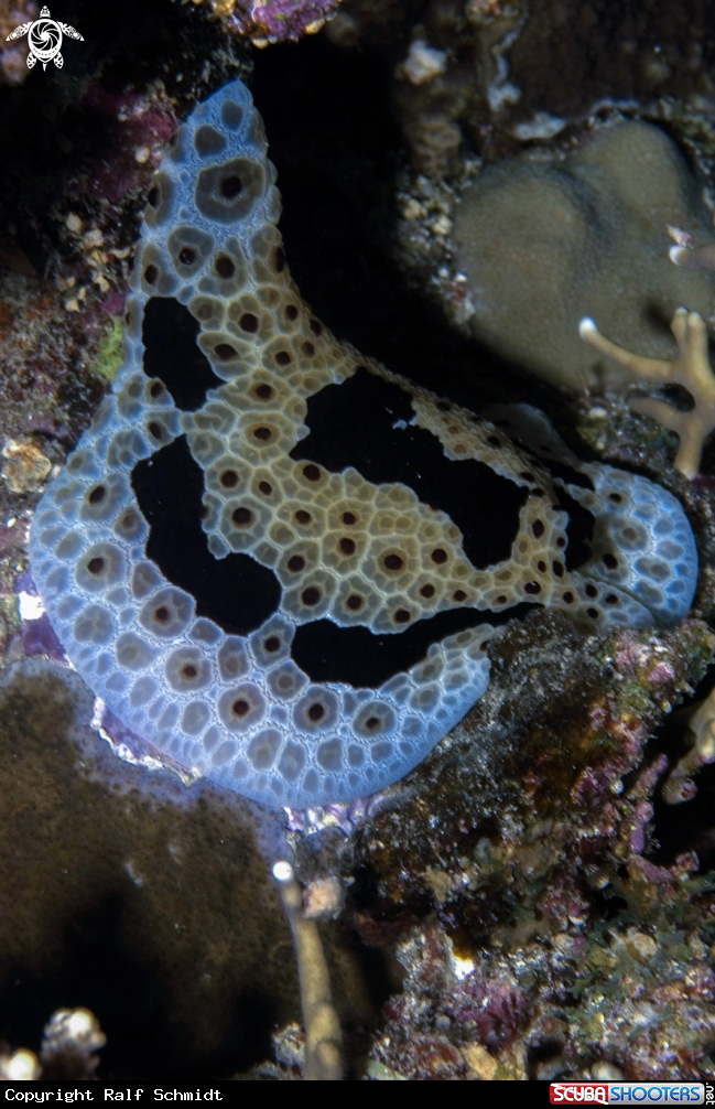 A Red Sea nudi