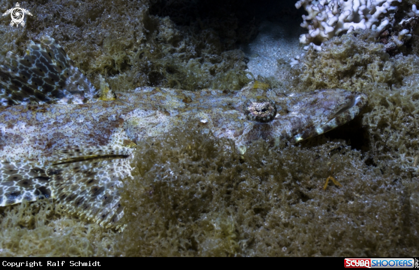 A crocodilfish