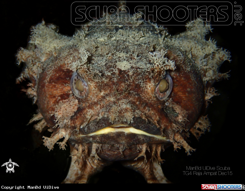 A ToddFish