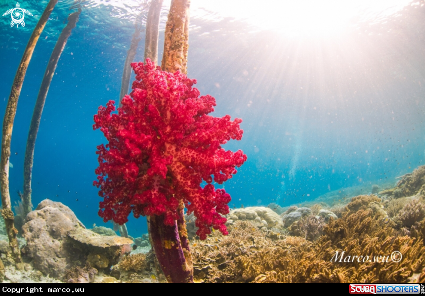 A Soft coral