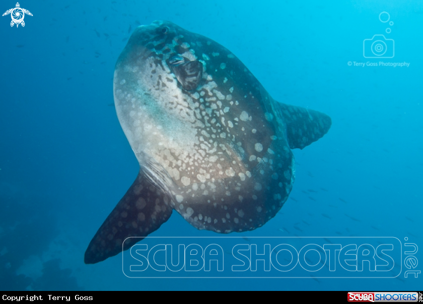 A Pacific sunfish/mola mola