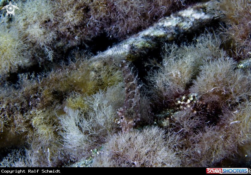 A Red Sea