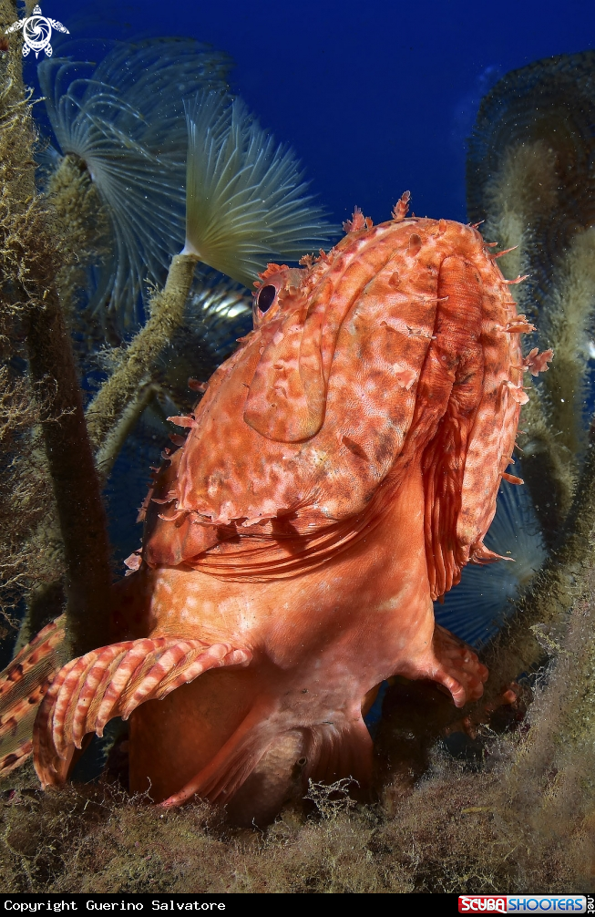A Scorpaena scrofa