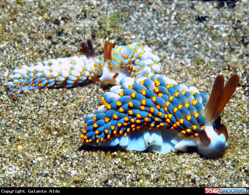 A Nudibranch
