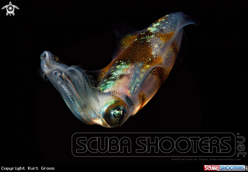 A Squid, Calmar