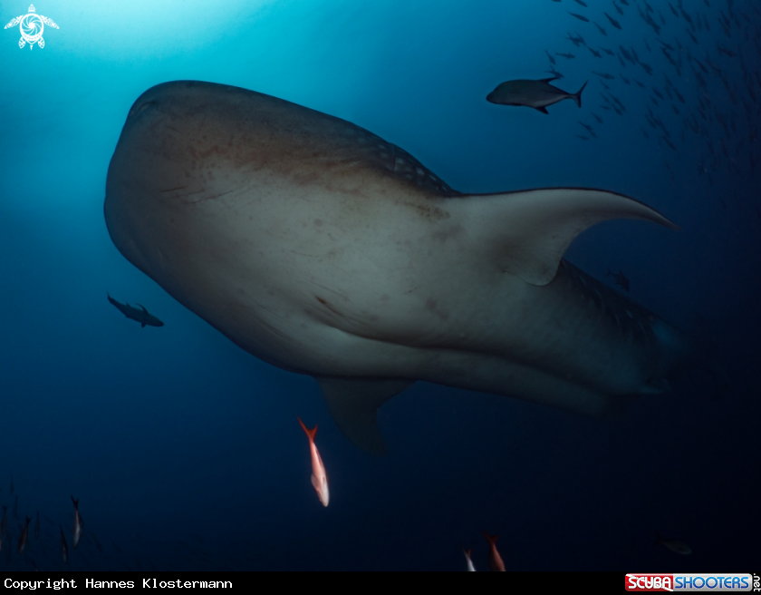 A Whale Shark