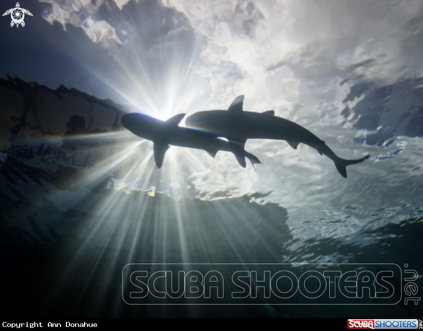 A Blacktip Sharks