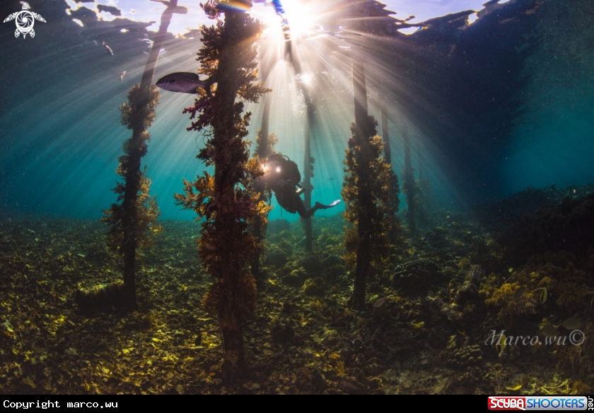 A Ocean and diver 