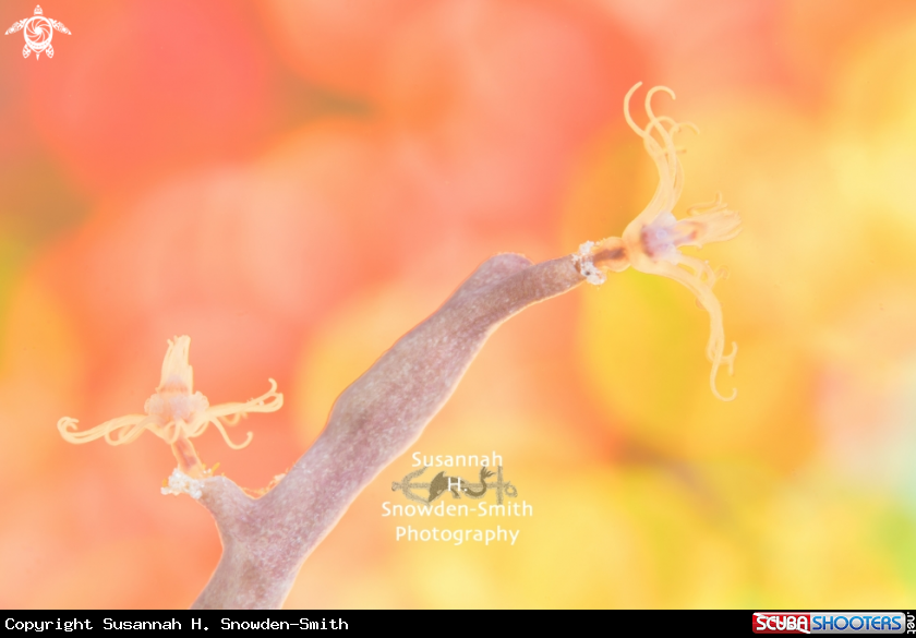A Hydroid