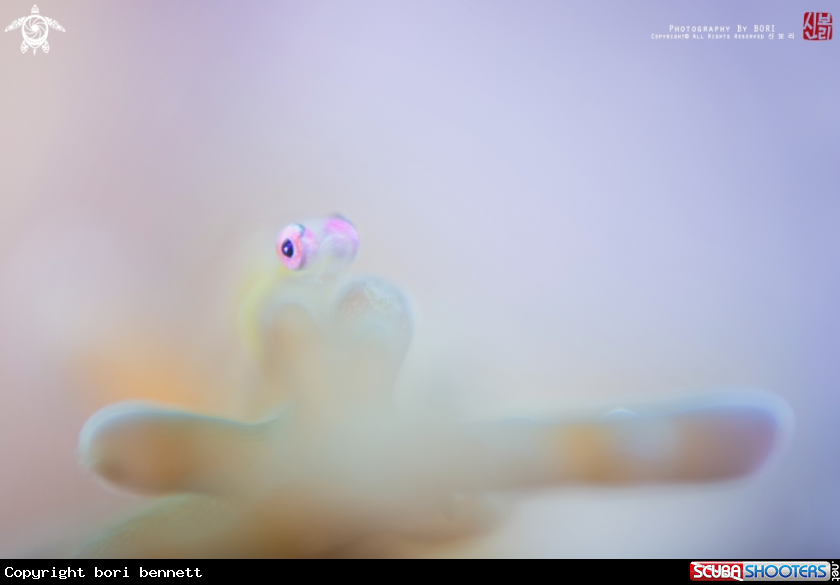 A Pinkeye Goby