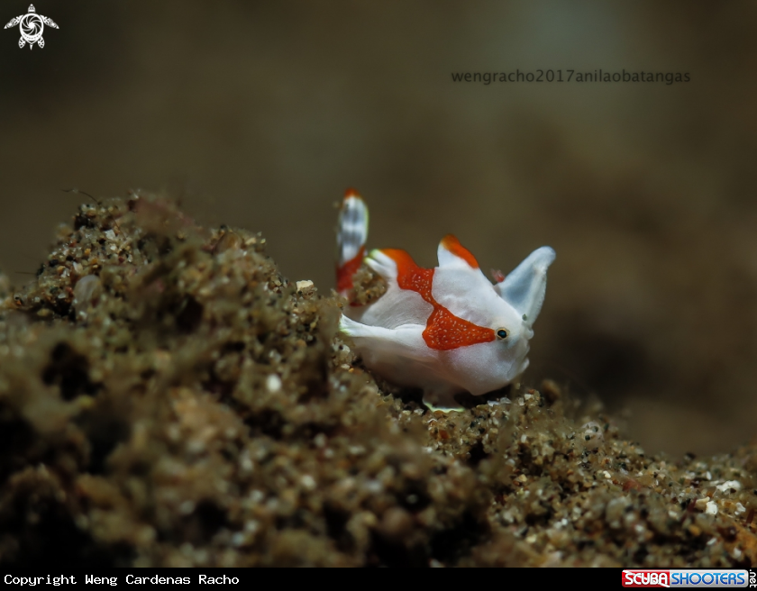 A Juvenile Frogfish