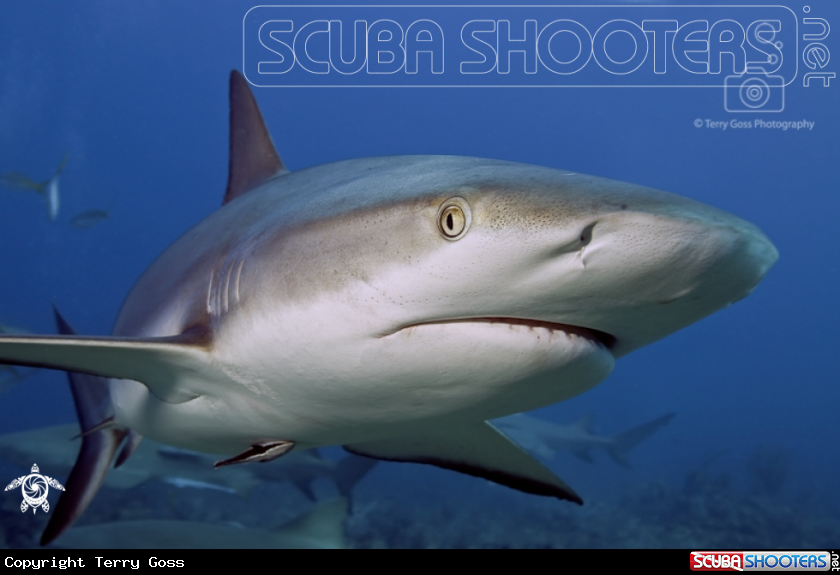 A Caribbean reef shark