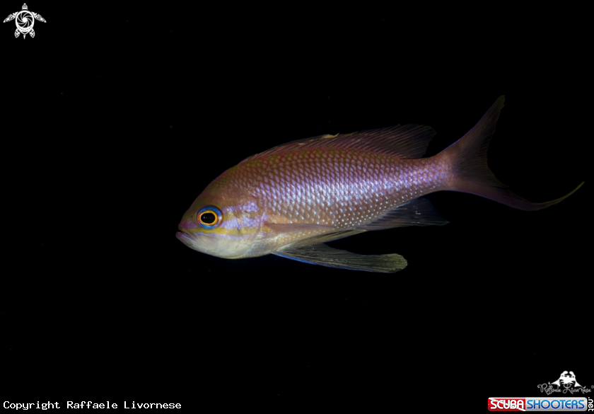 A Anthias