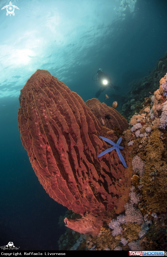 A Soft coral barrel