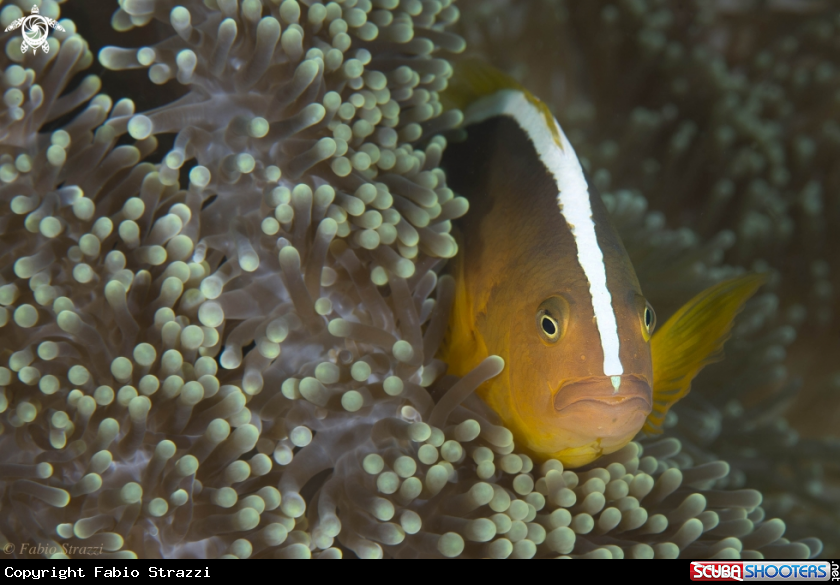 A Anemone fish
