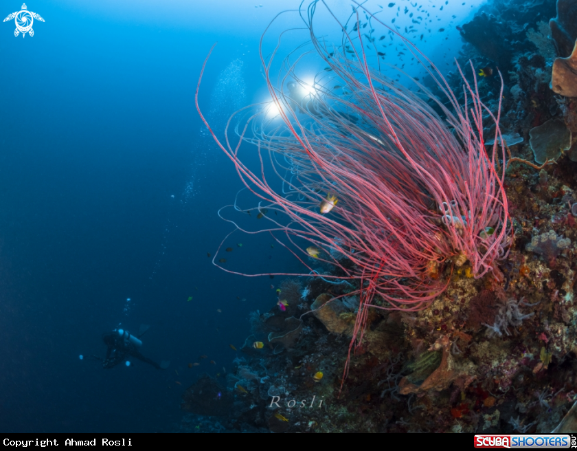 A Sea Whip