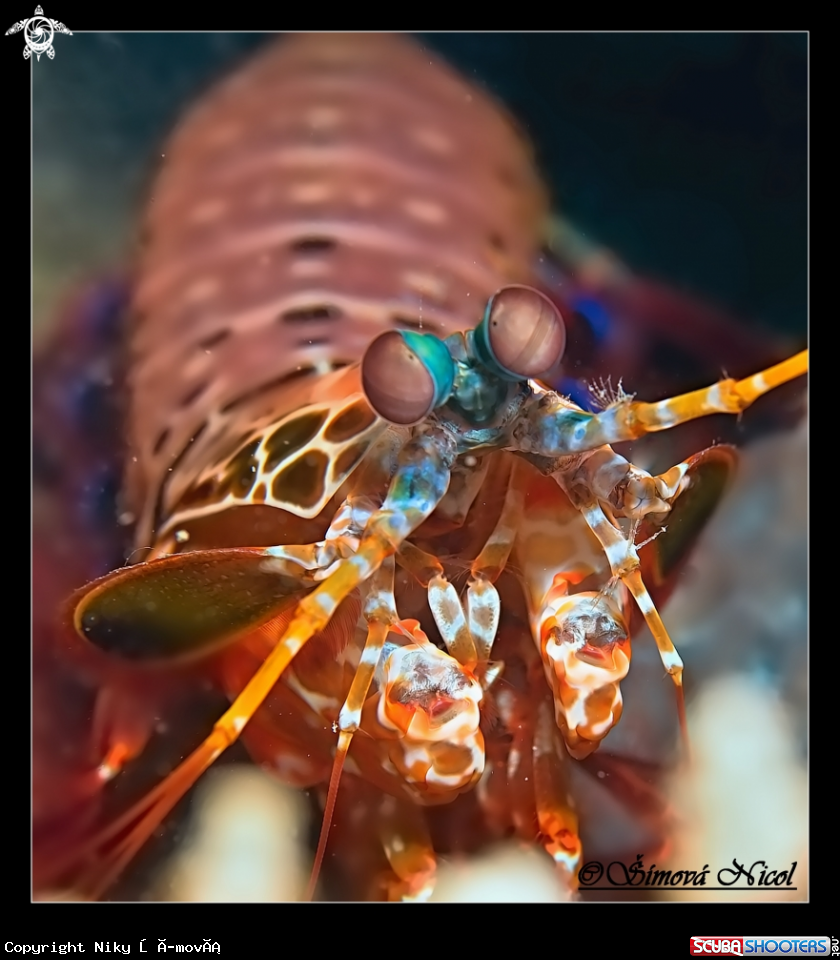 A mantis shrimp
