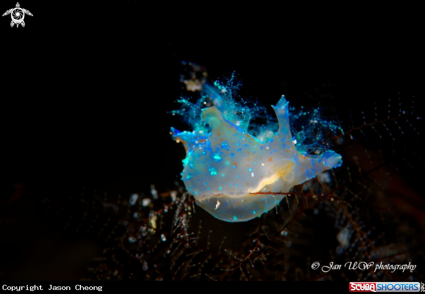 A Nudi Branch 
