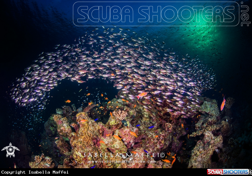 A Coral reef life