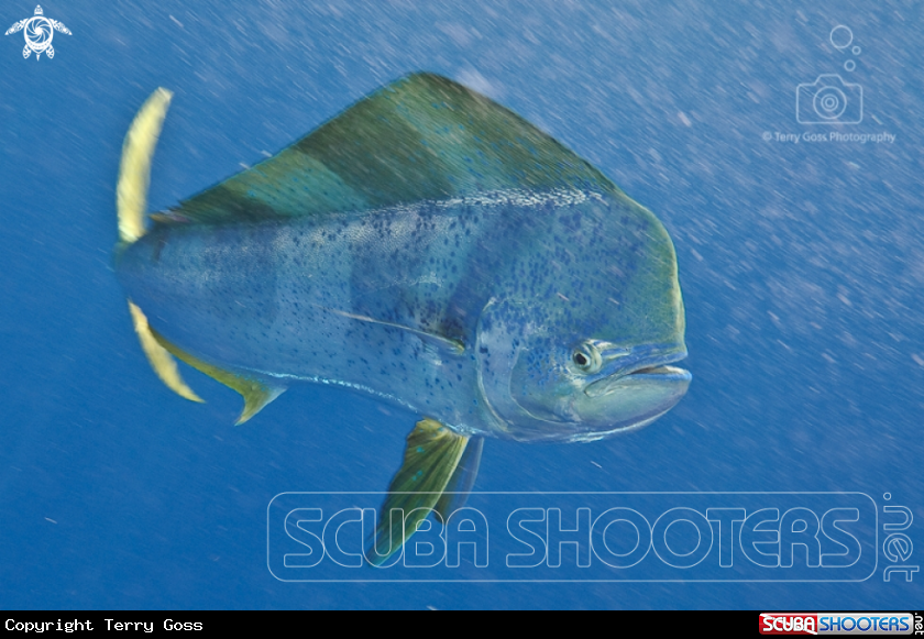 A dorado/mahi mahi/common dolphinfish