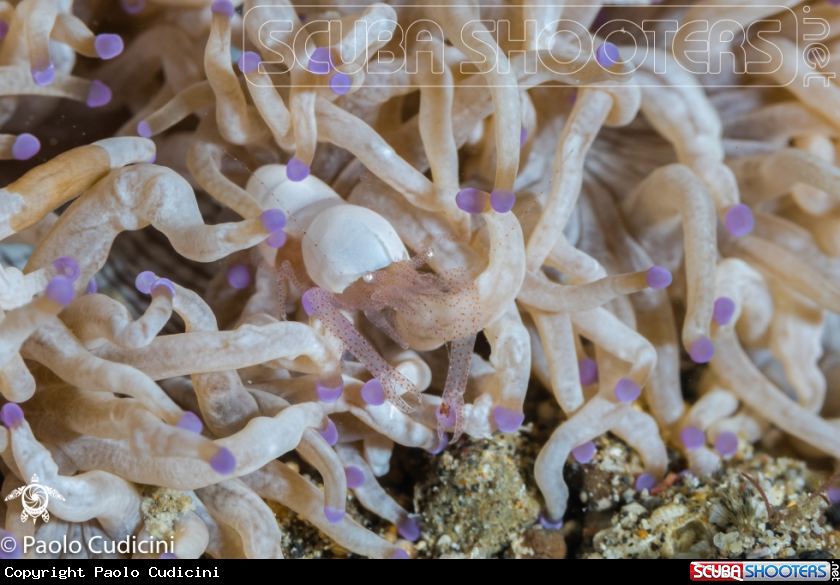 A Egg Shell Shrimp