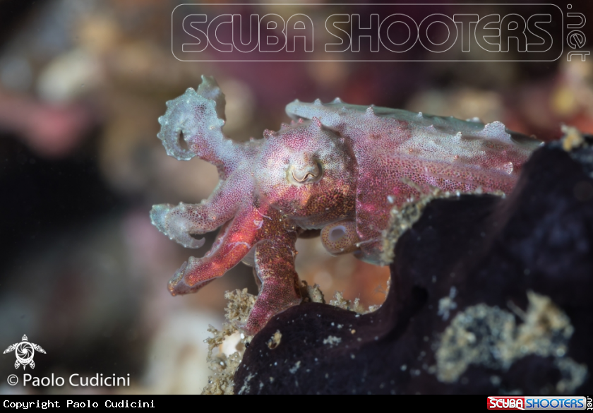 A Pygmy Cuttlefish