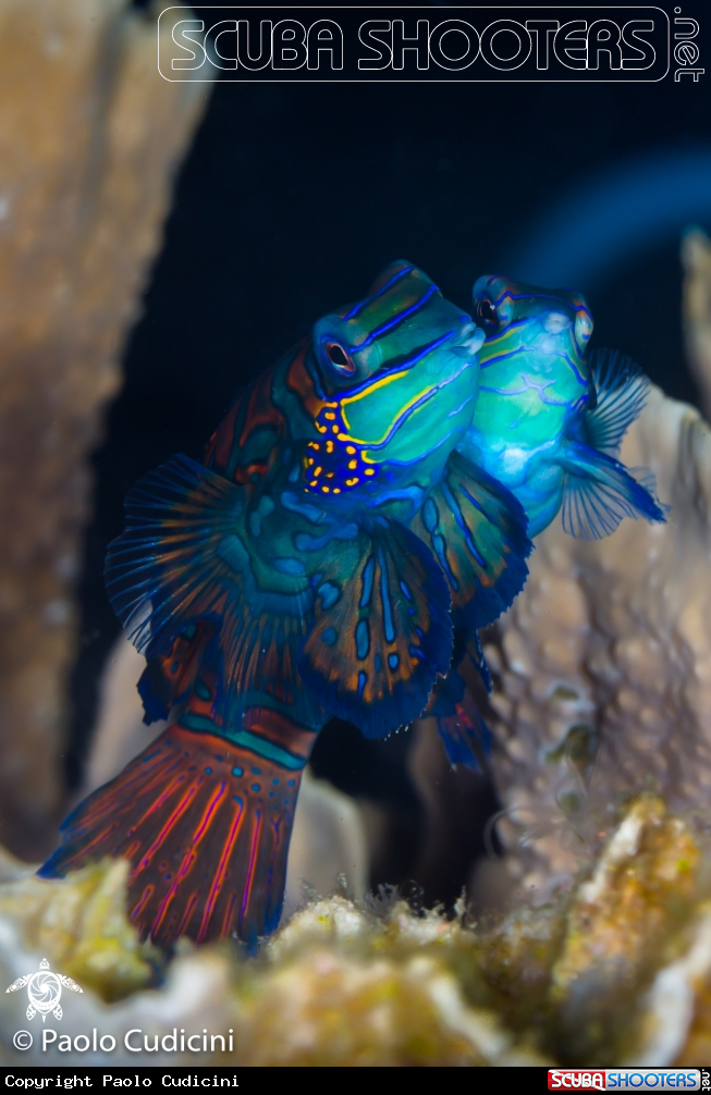 A Mandarin Fish