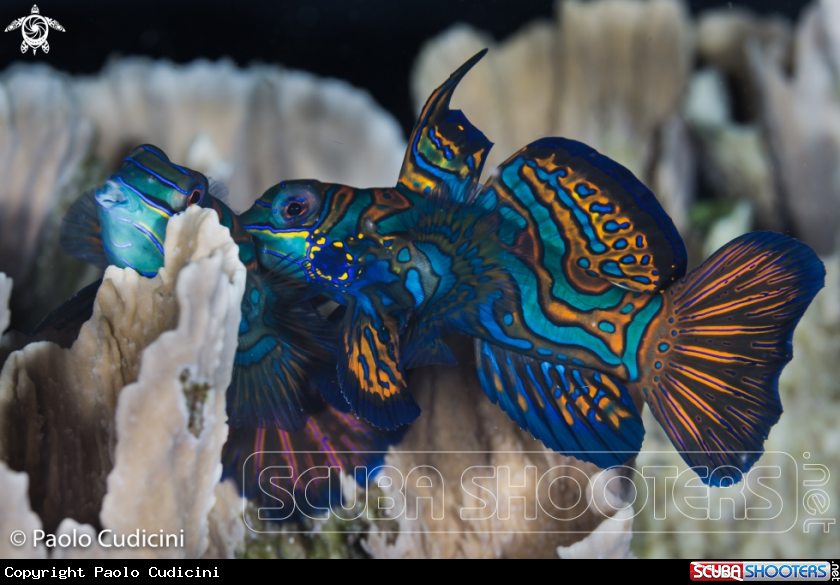 A Mandarin Fish