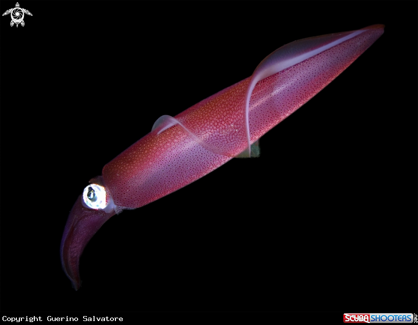 A Loligo vulgaris 