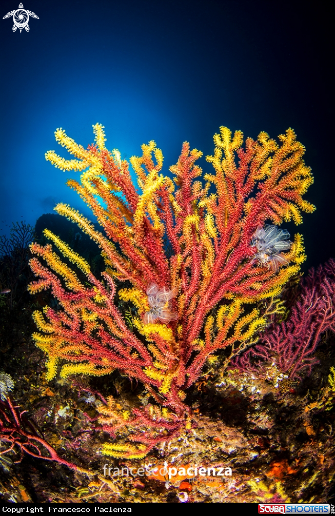 A Gorgonia bicolore