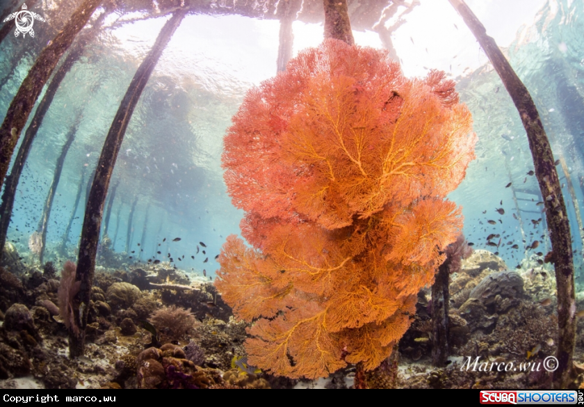 A Coral