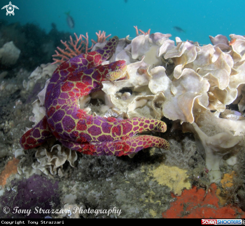 A Mosaic sea star