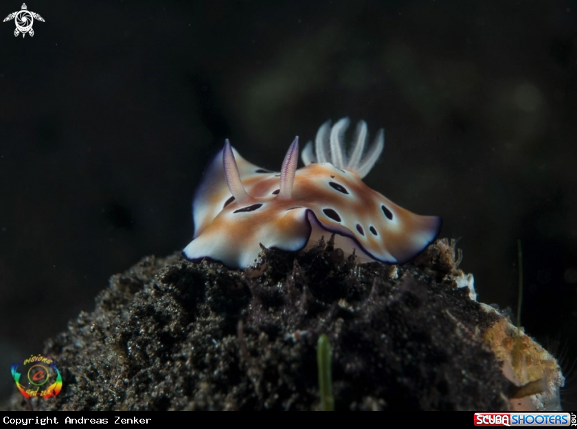 A Leopard nudibrach