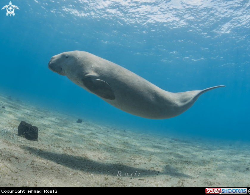 A Dugong