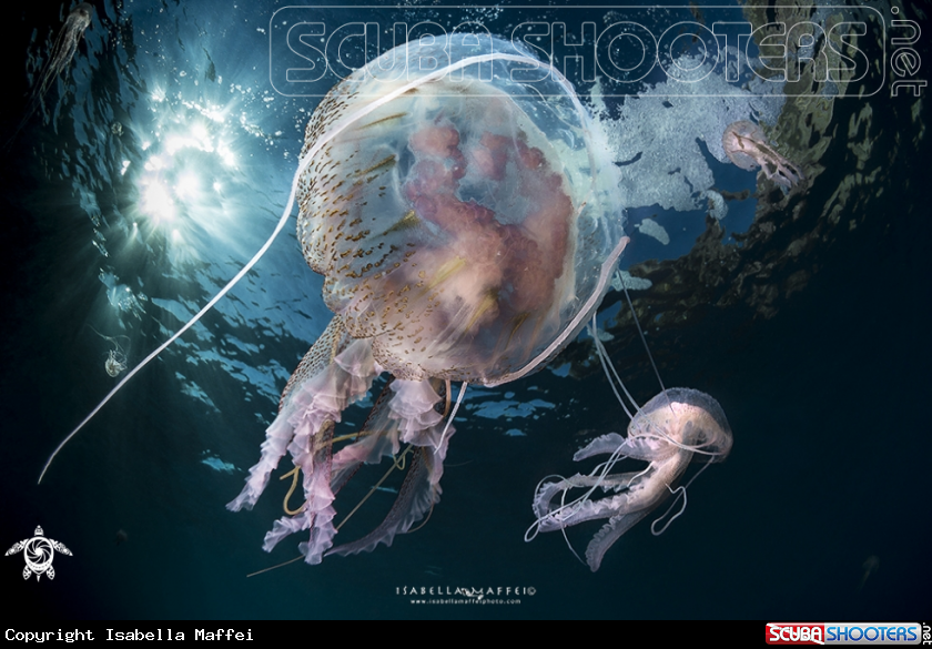 A Jellyfish