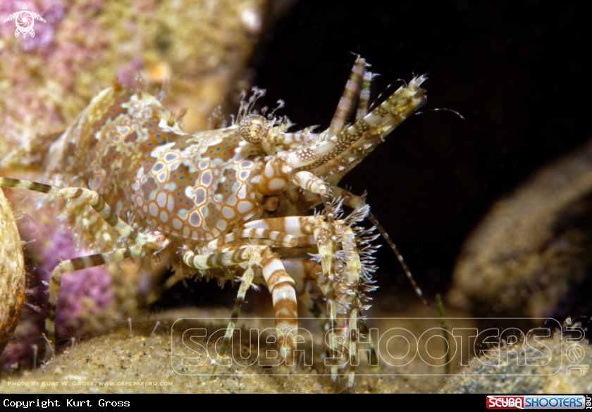 A Marble Shrimp