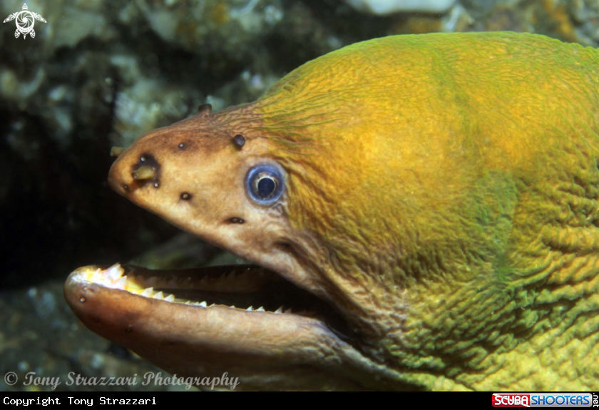 A Green Moray Eel