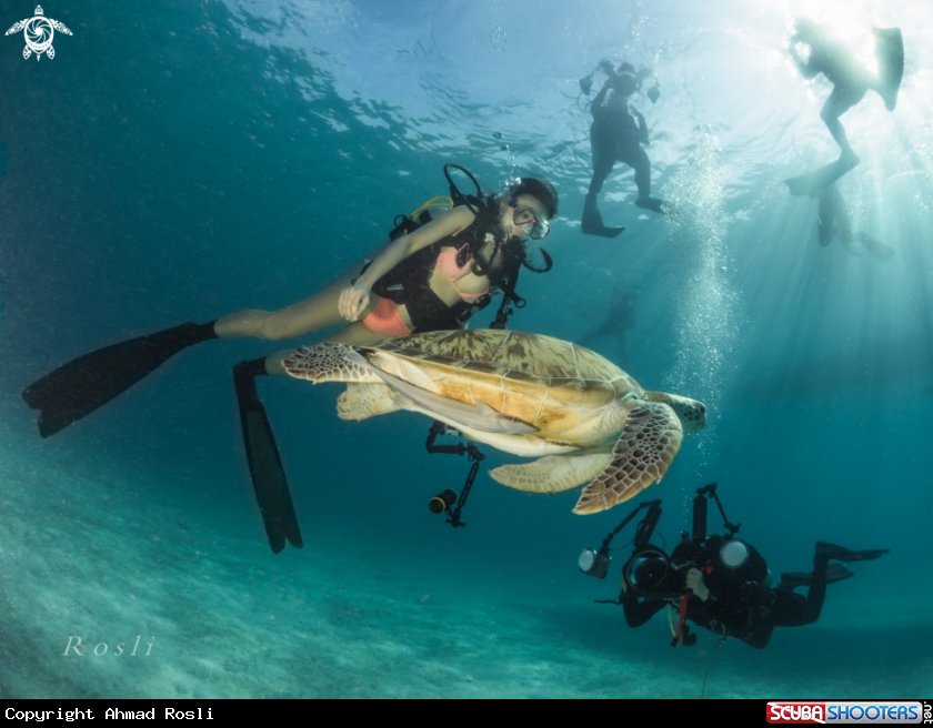 A Sea Turtle