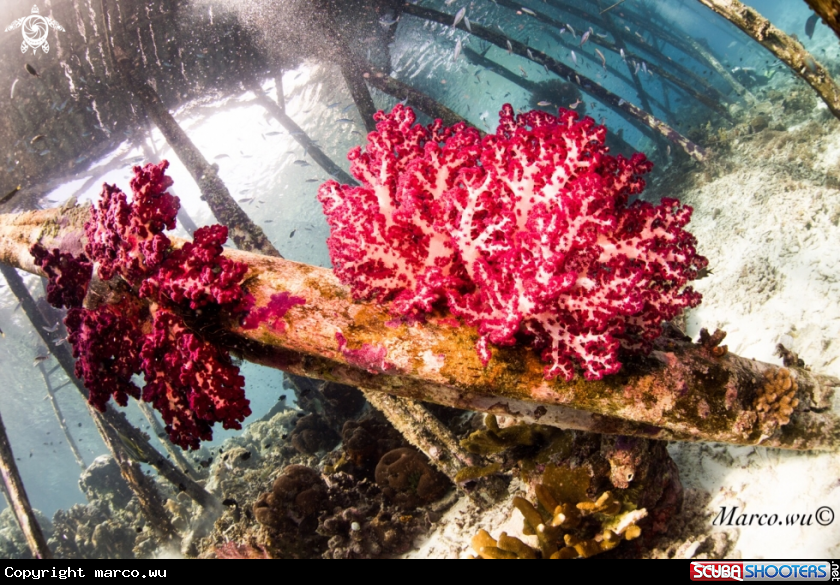 A Coral