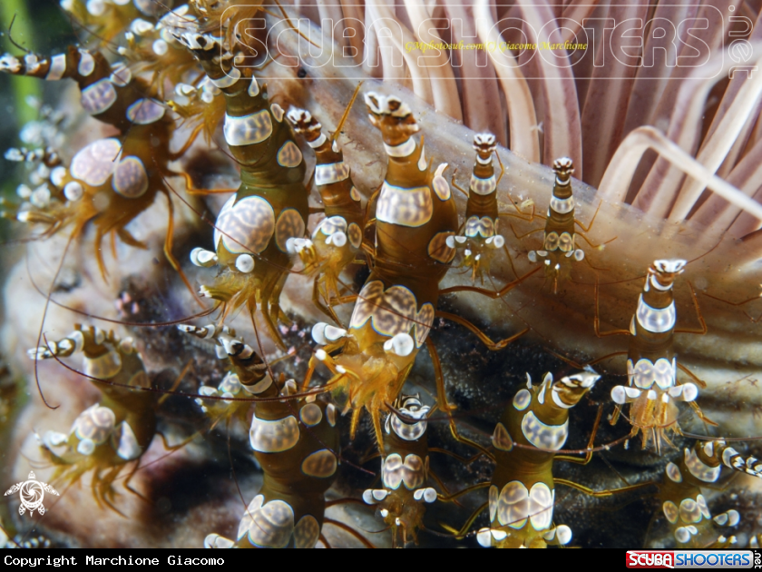 A Thor Amboinensis