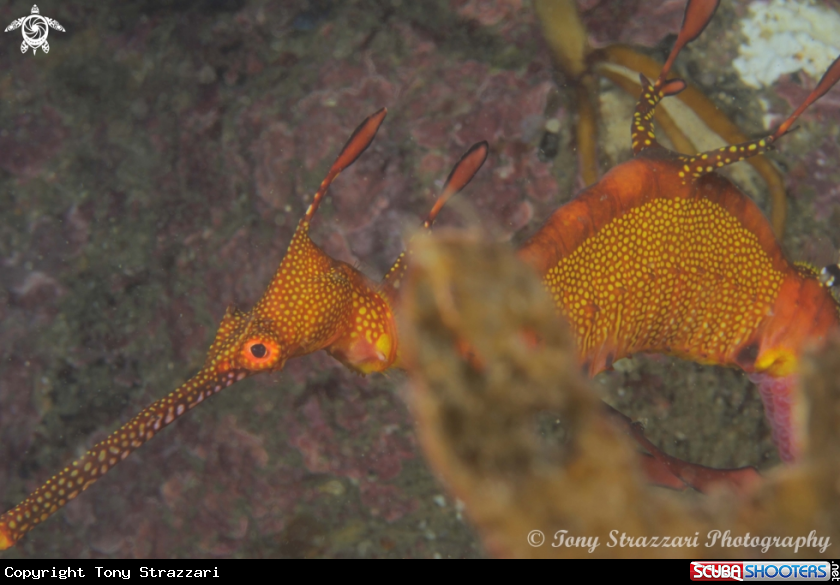 A Weedy Seadragon