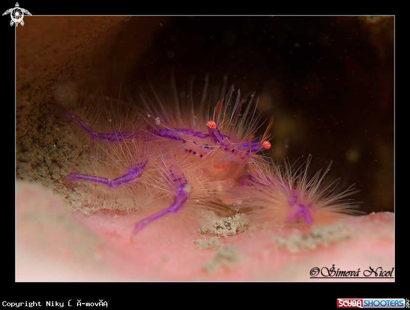A Hairy squot  lobster crab