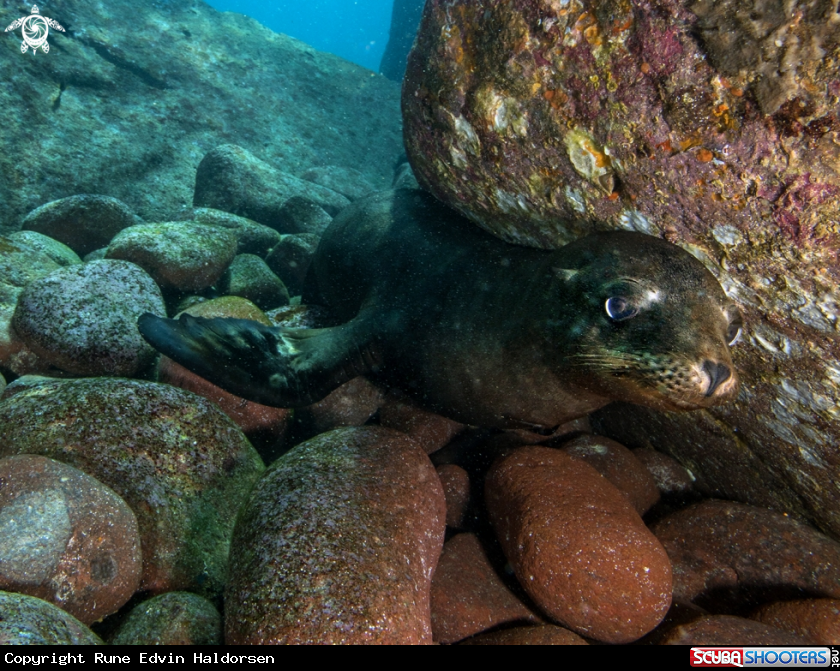 A California sea lion