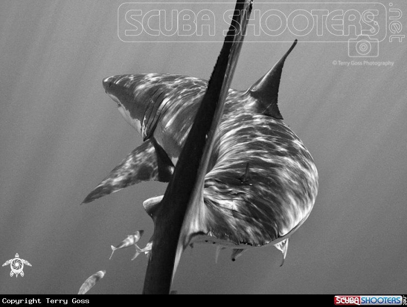 A white shark