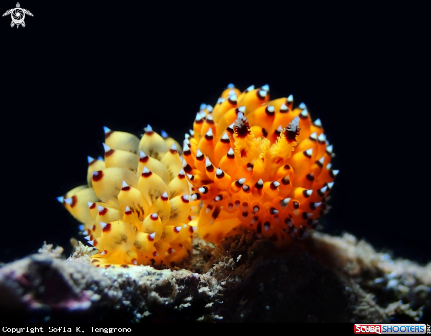 A Nudibranch